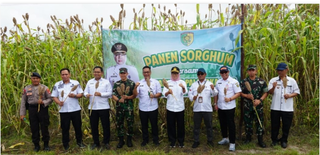 Kembangkan Budidaya Sorgum Untuk Wujudkan Ketahanan Pangan, Program Pemko P.Raya