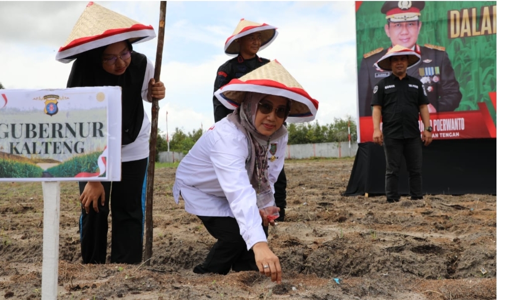 Kadis TPHP Prov.Kalteng Hj. Sunarti  Penanaman Jagung Manis Dukung Ketahanan Pangan 